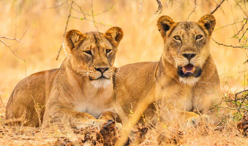 African Lions