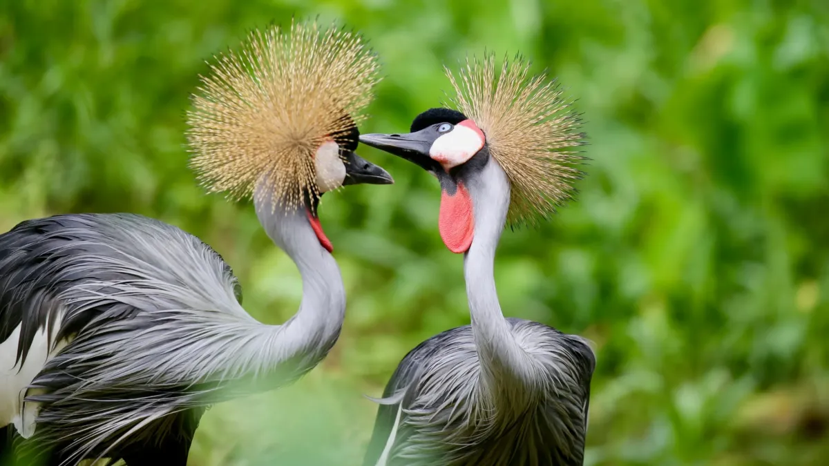 Top Wildlife Safari Destinations in Uganda
