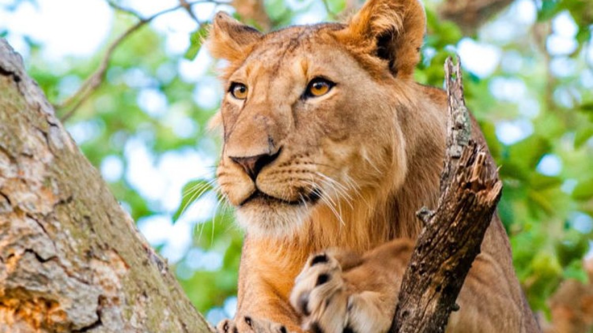 Bird Watching in Uganda - A Guide to Africa's Top Birding Destination