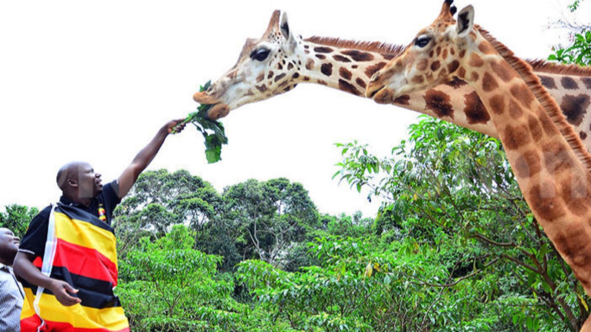 Planning a Budget Safari in East Africa