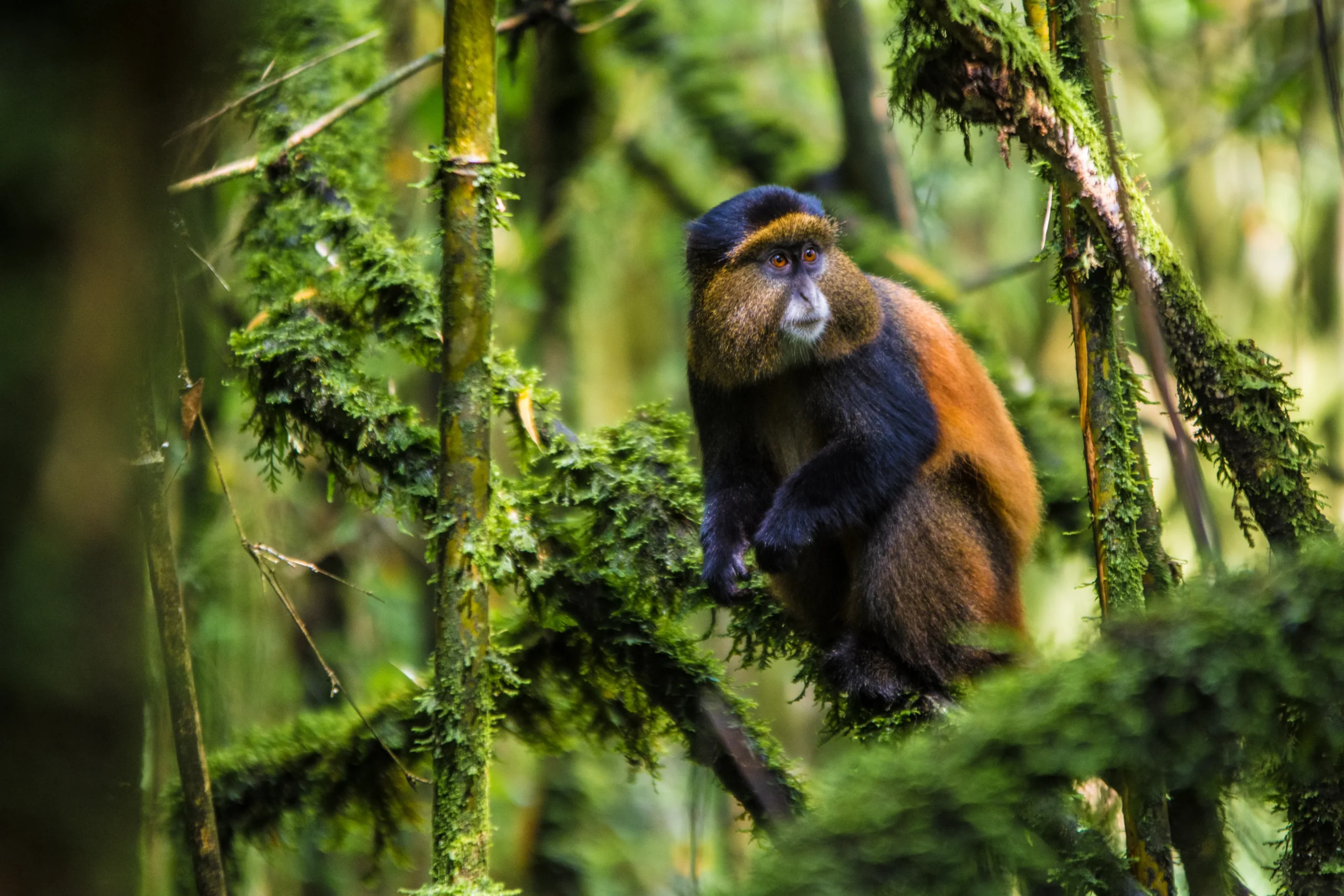 Cultural Tourism in Rwanda: Beyond Gorillas