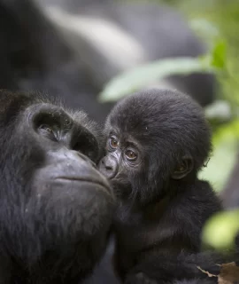 14 Days Mount Rwenzori Hike & Gorilla Safari Kilembe Route