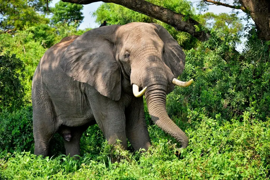 9 Days Uganda Primates Habituation Adventure
