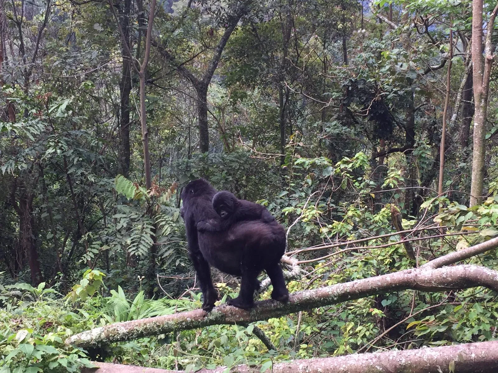 9 Days Rwanda Uganda Combo – Primates Adventure Safari